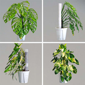 Haispring moss pole with honeycomb design offers breathable plant support.