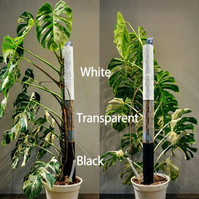 Haispring four-pack supports multiple Monstera and creepers indoors.
