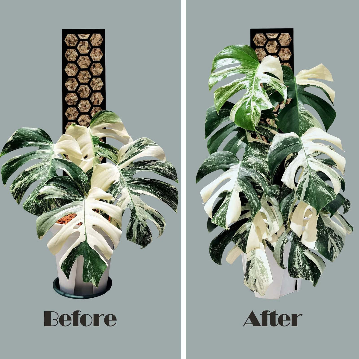Haispring plastic moss pole resists rot for long-lasting use.