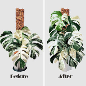 Haispring stackable plant support for versatile indoor configurations.