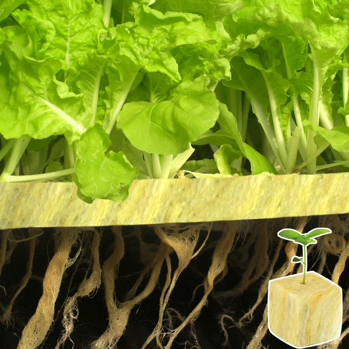 Halatool cloning rockwool cubes for propagation