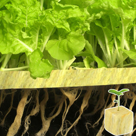 Halatool cloning rockwool cubes for propagation