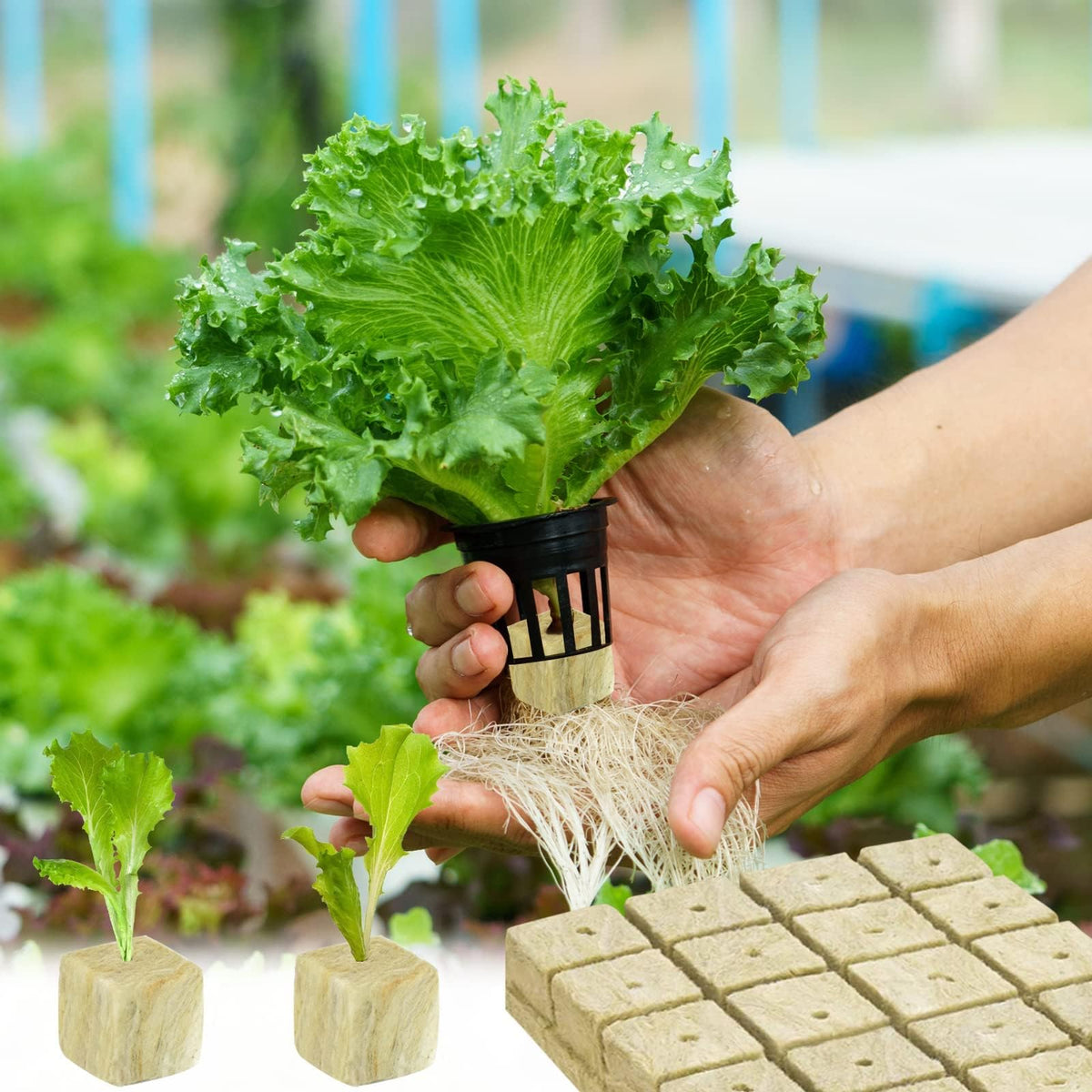 Halatool easy transplant rockwool for net pots and soil transfers.