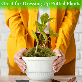 Halatool Green Forest Moss ideal for orchid repotting.