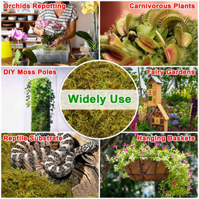 Halatool Green Forest Moss is perfect for root-wrap and potting mixes.