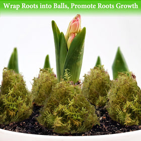 Halatool Green Forest Moss suitable for crafts and moss poles.