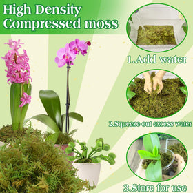 Halatool indoor-plant-cover moss adds decorative top layer.