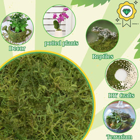 Halatool reptile-habitat moss provides safe natural bedding.