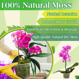 Halatool terrarium-diy moss ideal for kokedama and fairy gardens.