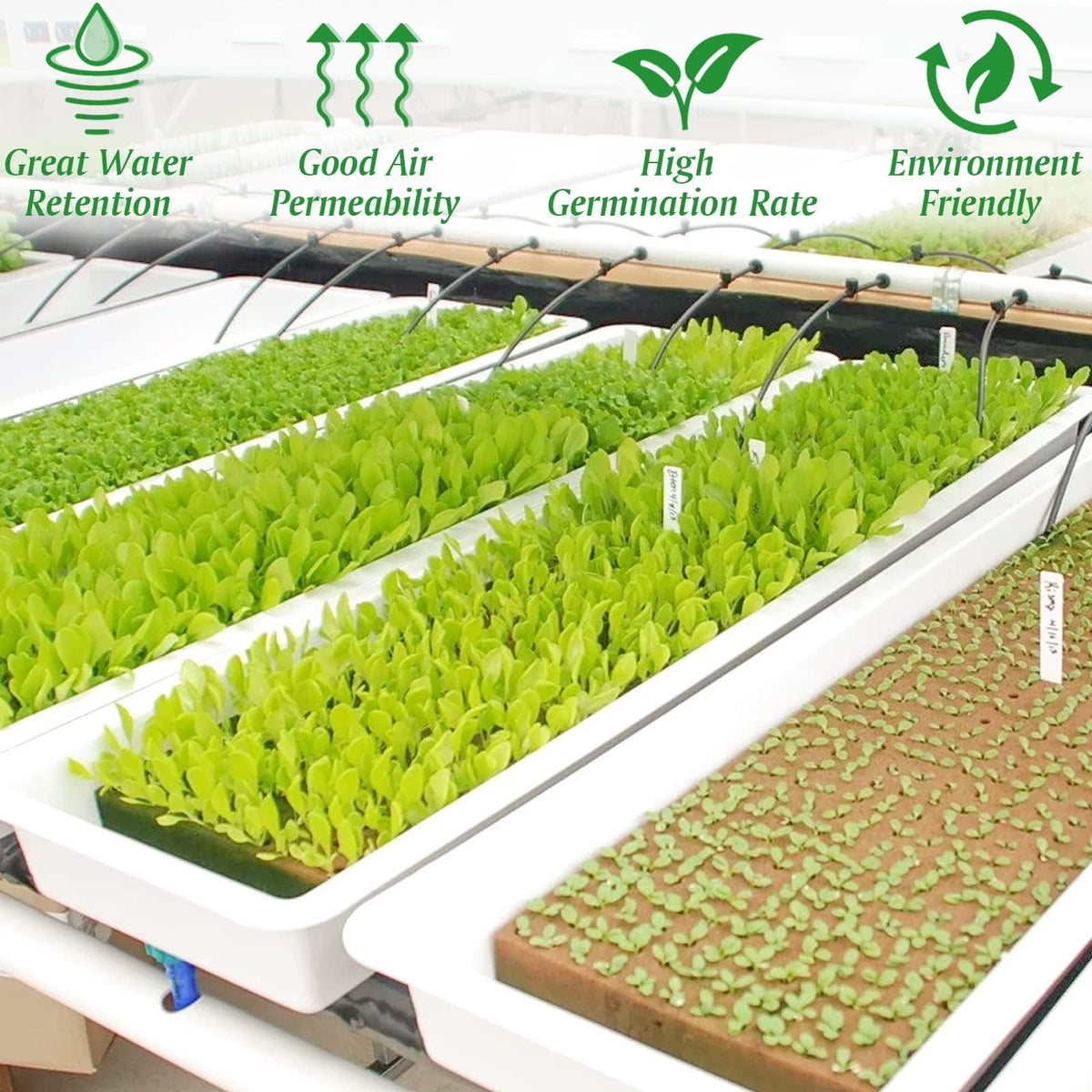Halatool hydroponic seed starting plugs in a propagation setup.