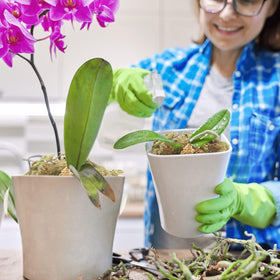 Halatool orchid-hanging-basket-moss keeps orchid roots moist and easy to manage.