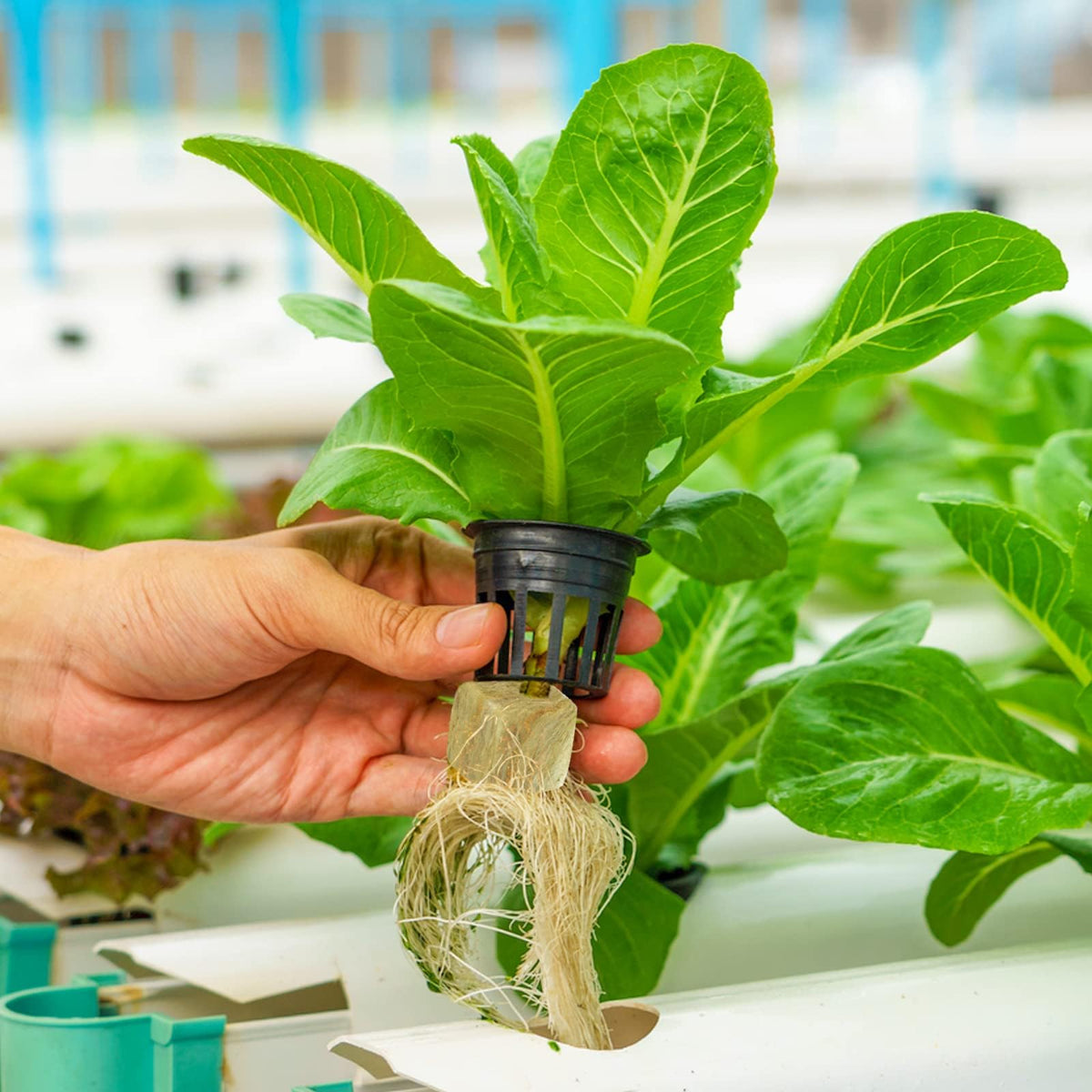 Halatool 2-inch cubes used in a hydroponics setup to start seedlings.
