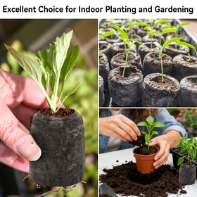 Halatool transplant-ready seedlings ready to move into pots or beds.