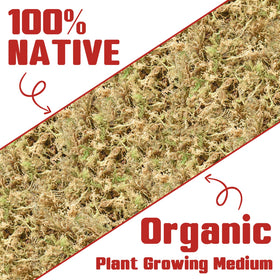 Halatool moss for orchid repotting with natural moisture base