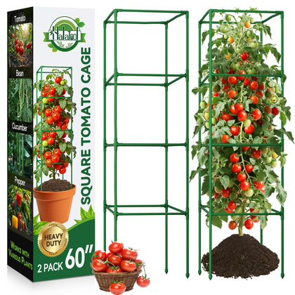 Halatool 60in square tomato cage ready for vertical growth and climbing crops