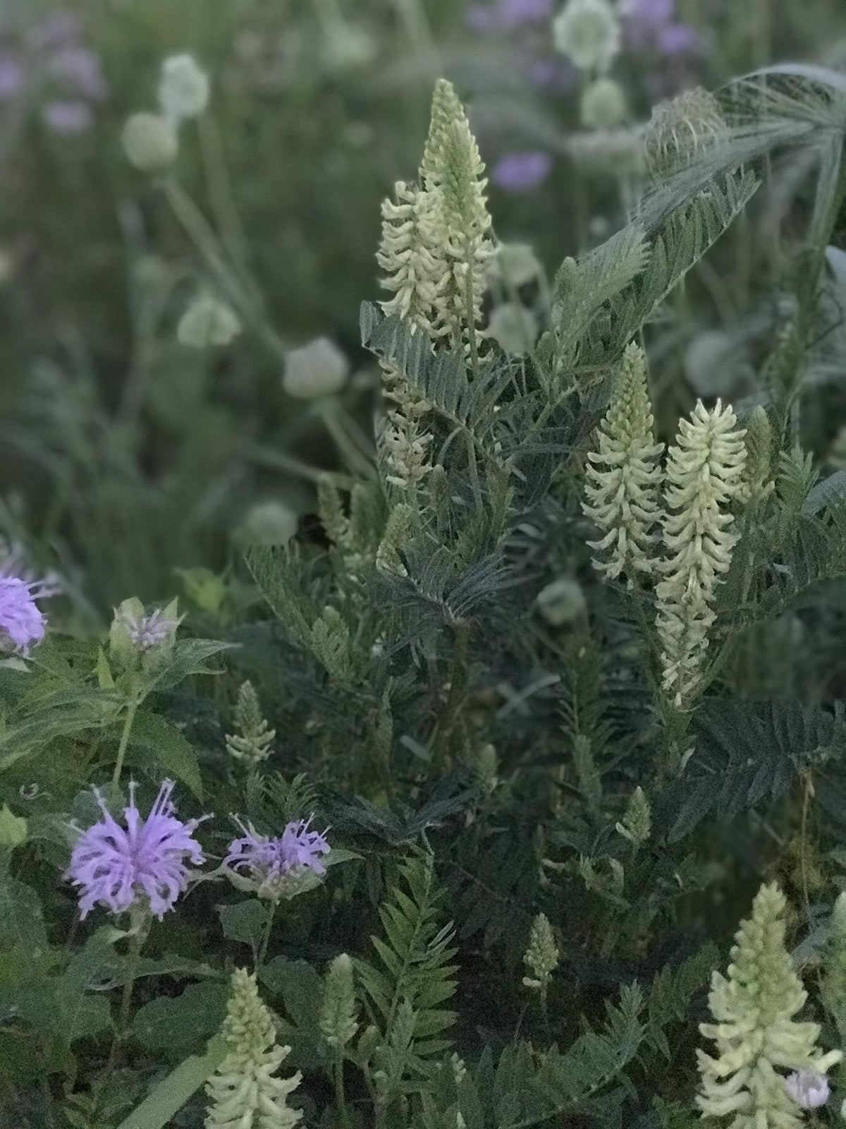 Hale Habitat & Seed native grasses close-up highlights habitat structure.
