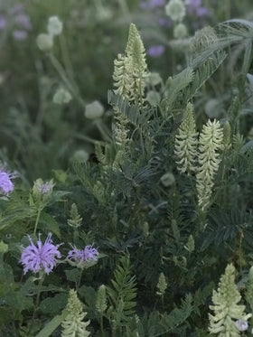 Hale Habitat & Seed native grasses close-up highlights habitat structure.
