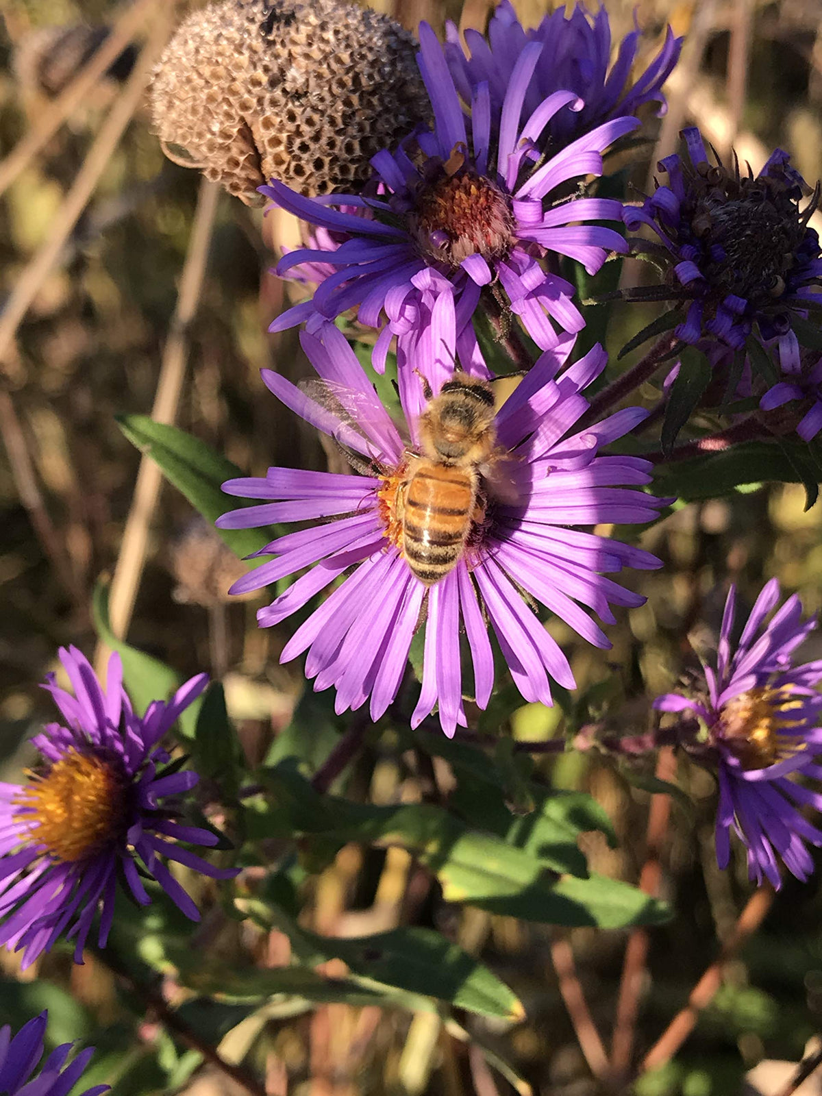 Hale Habitat & Seed pollinator bloom shows nectar sources in bloom.