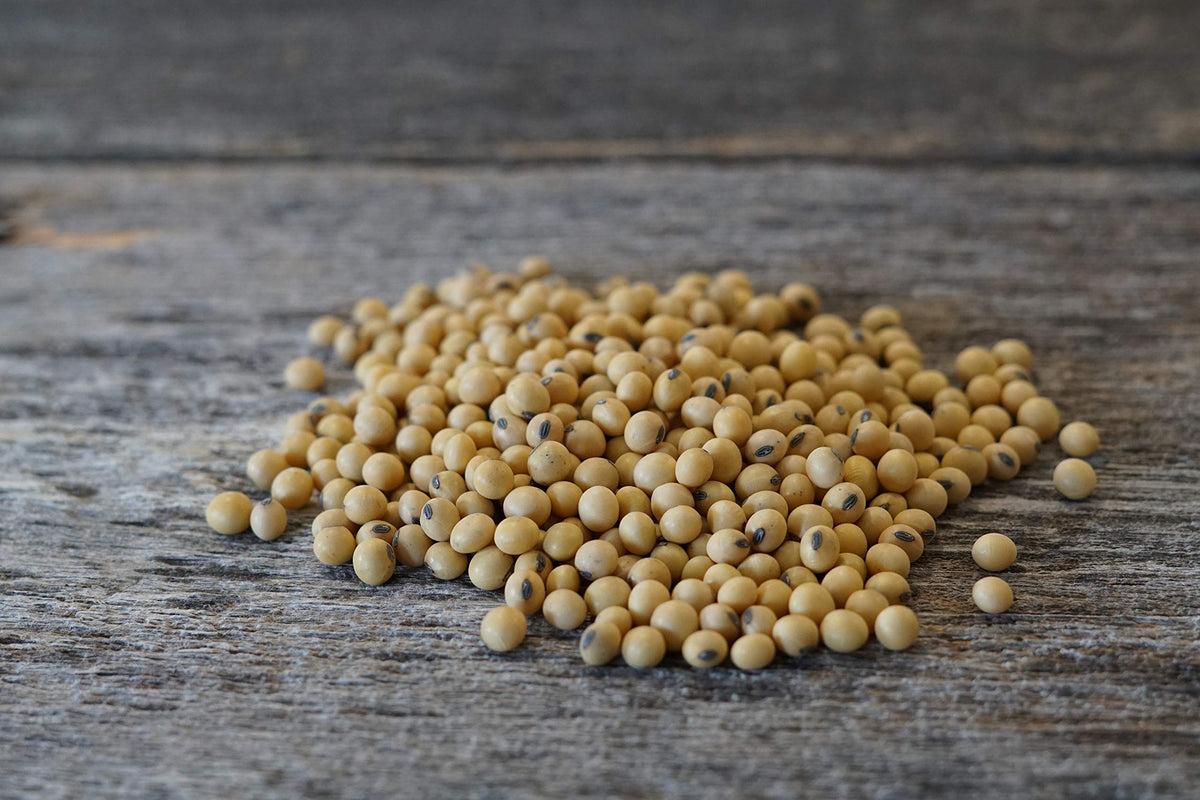 Hale Habitat & Seed conventional soybean closeup shows kernels for reliable germination.