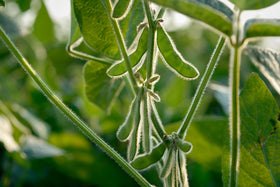 Hale Habitat & Seed soybean field growth ready for deer forage in late-spring seeding.