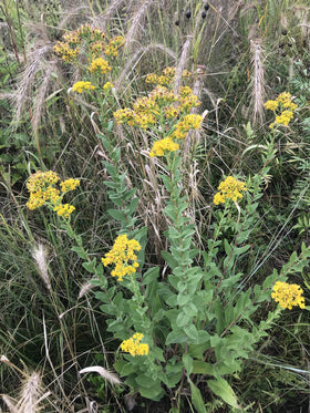 Hale Habitat & Seed rate label notes 8–10 lbs per acre.
