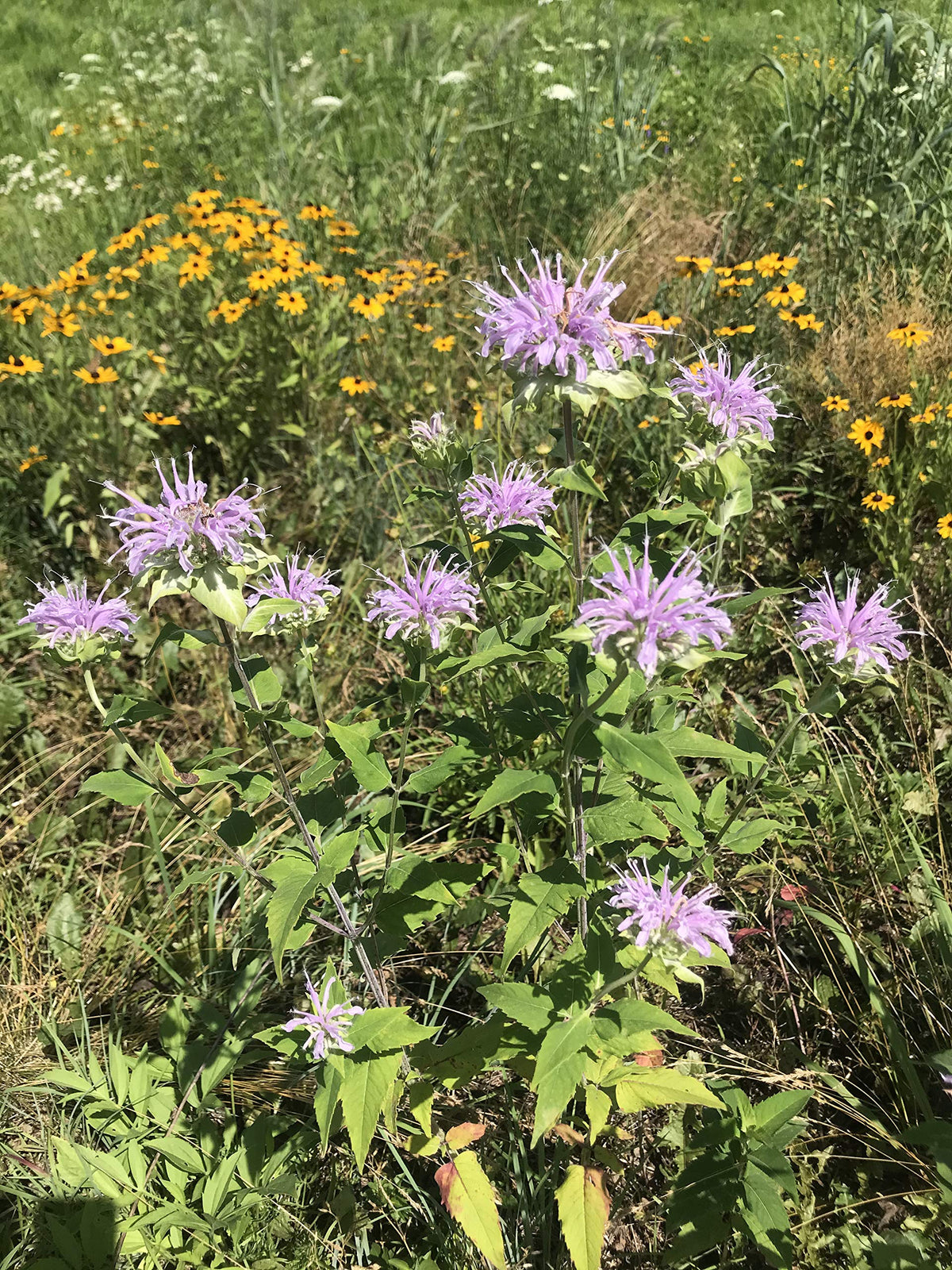 Hale Habitat & Seed wildflowers close-up shows vibrant blooms for pollinators.