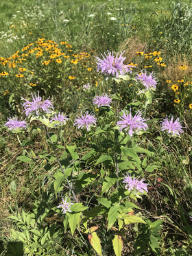 Hale Habitat & Seed wildflowers close-up shows vibrant blooms for pollinators.