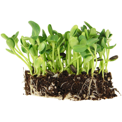 Handy Pantry black oil sunflower seeds in shell-on packaging for sprouting at home and easy storage.