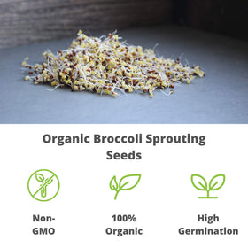 Handy Pantry broccoli-sprout-salad-ideas shows vibrant greens for meals.