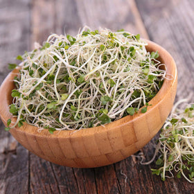 Handy Pantry broccoli-sprouts-microgreens-indoor setup for year-round greens.