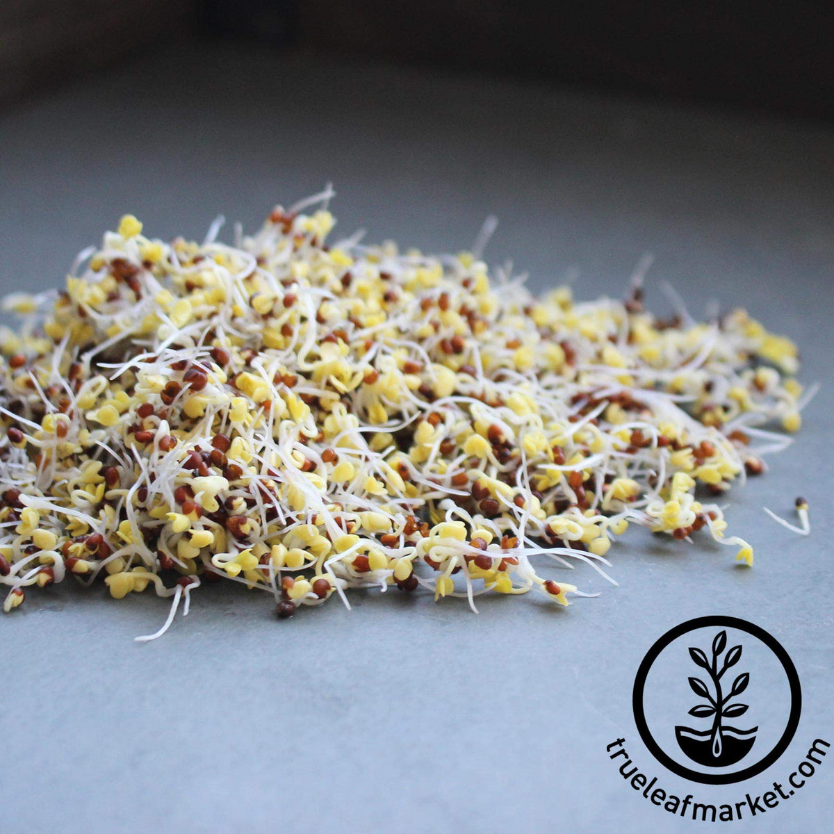 Handy Pantry bulk-pack-2-5lb-broccoli-seeds for scalable sprouting projects.