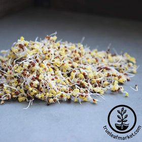 Handy Pantry bulk-pack-2-5lb-broccoli-seeds for scalable sprouting projects.