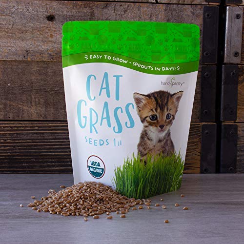 Handy Pantry cat grass being offered to cat