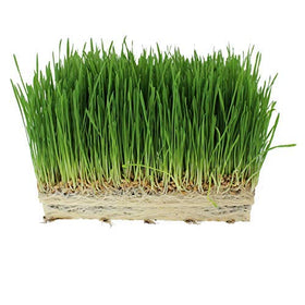 Handy Pantry cat grass harvest close-up with vibrant green blades