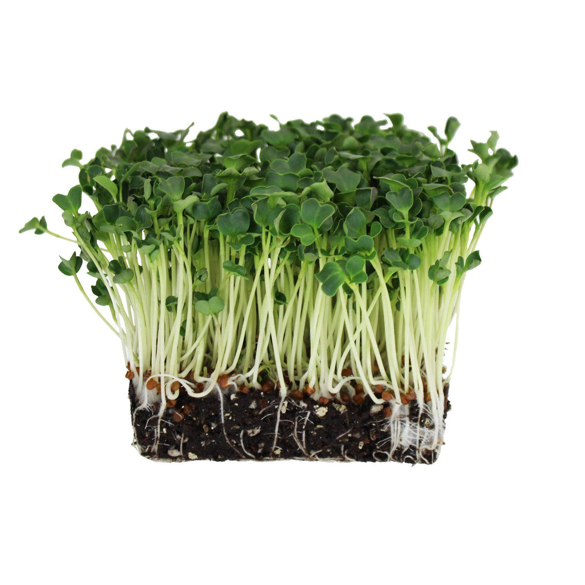 Handy Pantry daikon microgreen seeds pack designed for consistent germination indoors.