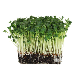 Handy Pantry daikon microgreen seeds pack designed for consistent germination indoors.