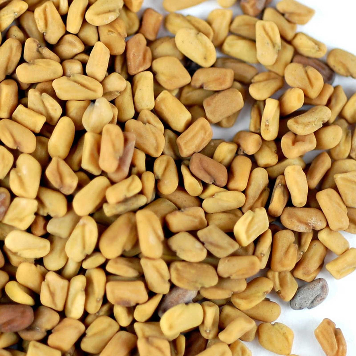 Handy Pantry fenugreek seeds ready for sprouting in a glass jar