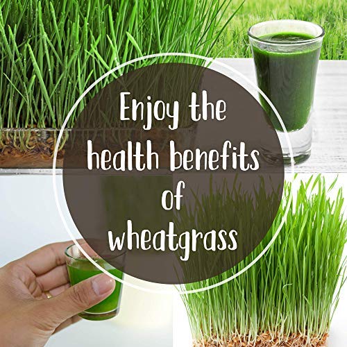 Handy Pantry fresh-cut wheatgrass ready for daily nibble
