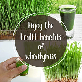 Handy Pantry fresh-cut wheatgrass ready for daily nibble