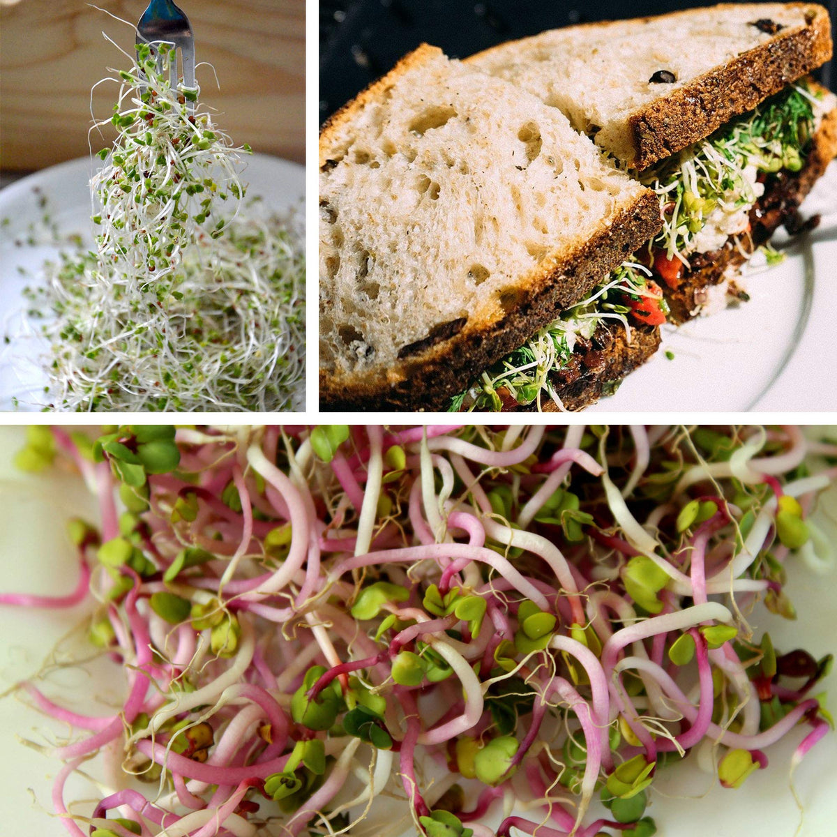 Handy Pantry hydroponic sprouting instructions guide soaking and harvest steps.