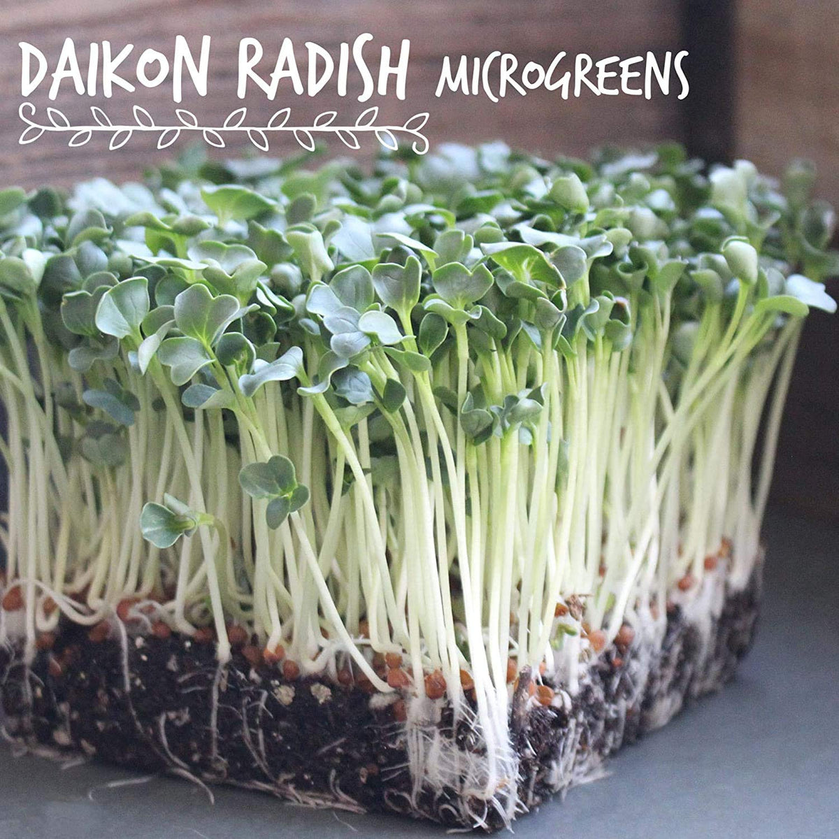Handy Pantry microgreens harvest ready tips for fresh toppings.
