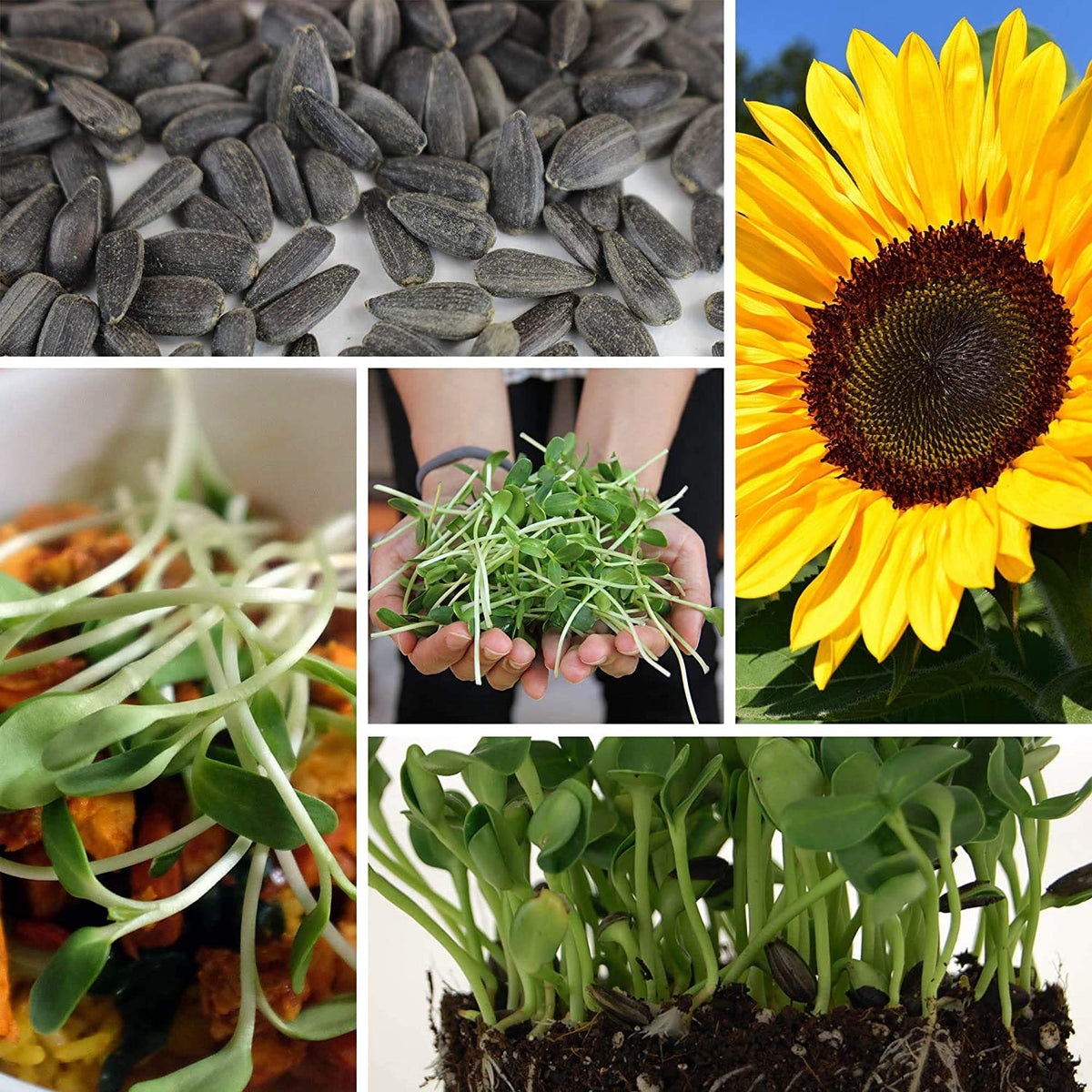 Handy Pantry microgreens harvest ready to top salads and bowls.