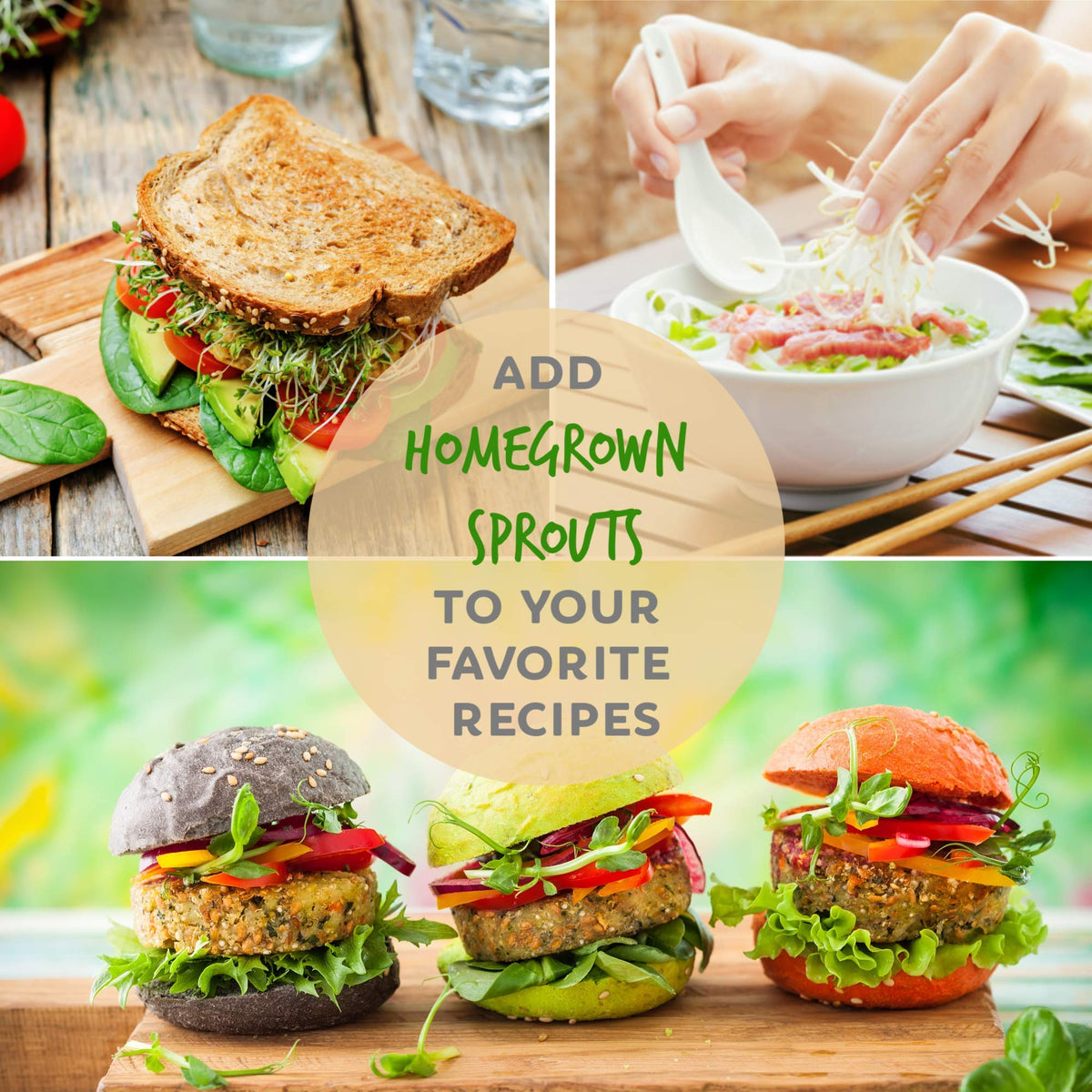 Handy Pantry microgreens kit with alfalfa for quick harvest.