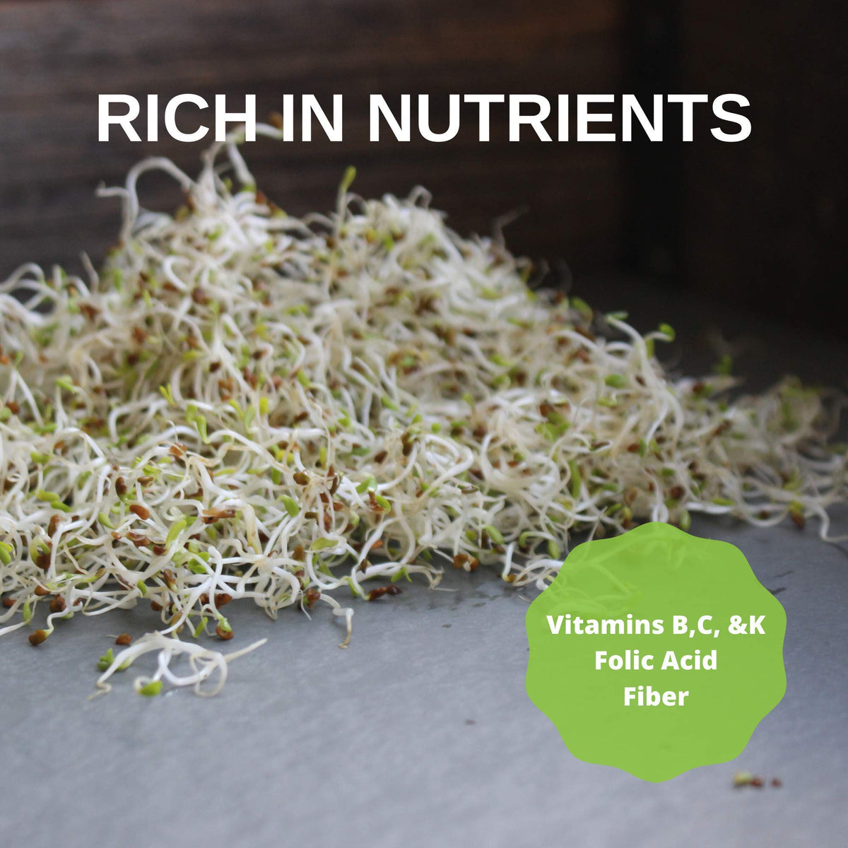 Harvest-ready Handy Pantry alfalfa sprouts in a jar