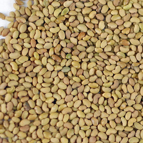 Close-up of Handy Pantry alfalfa seeds for quick home sprouting