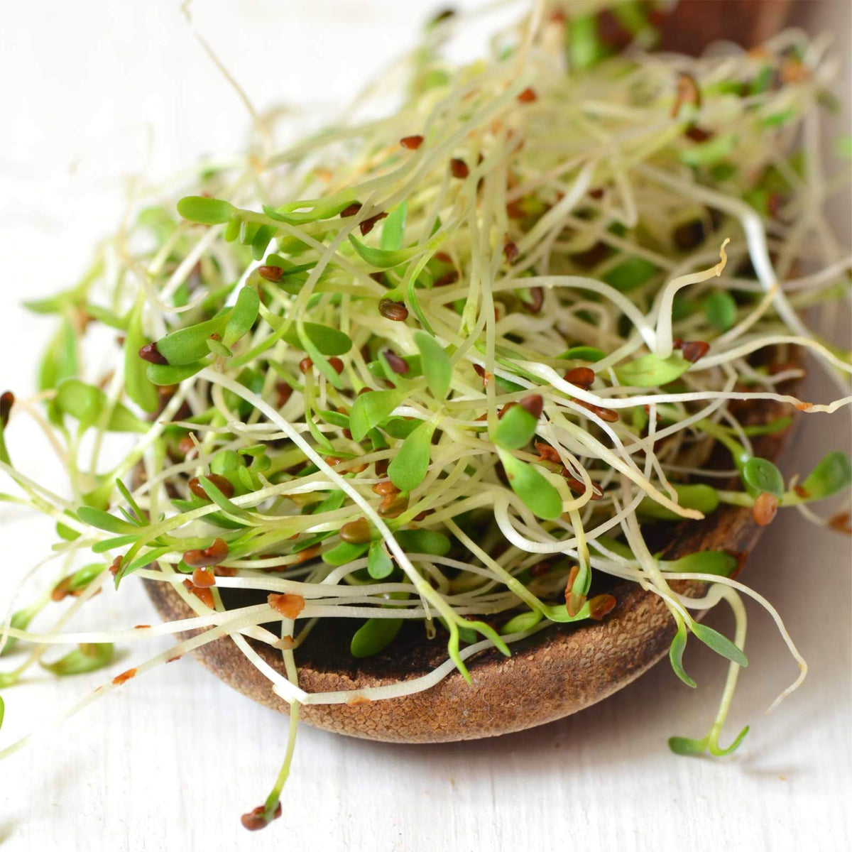 Handy Pantry alfalfa seeds beside a sprouting jar kit for easy sprouts
