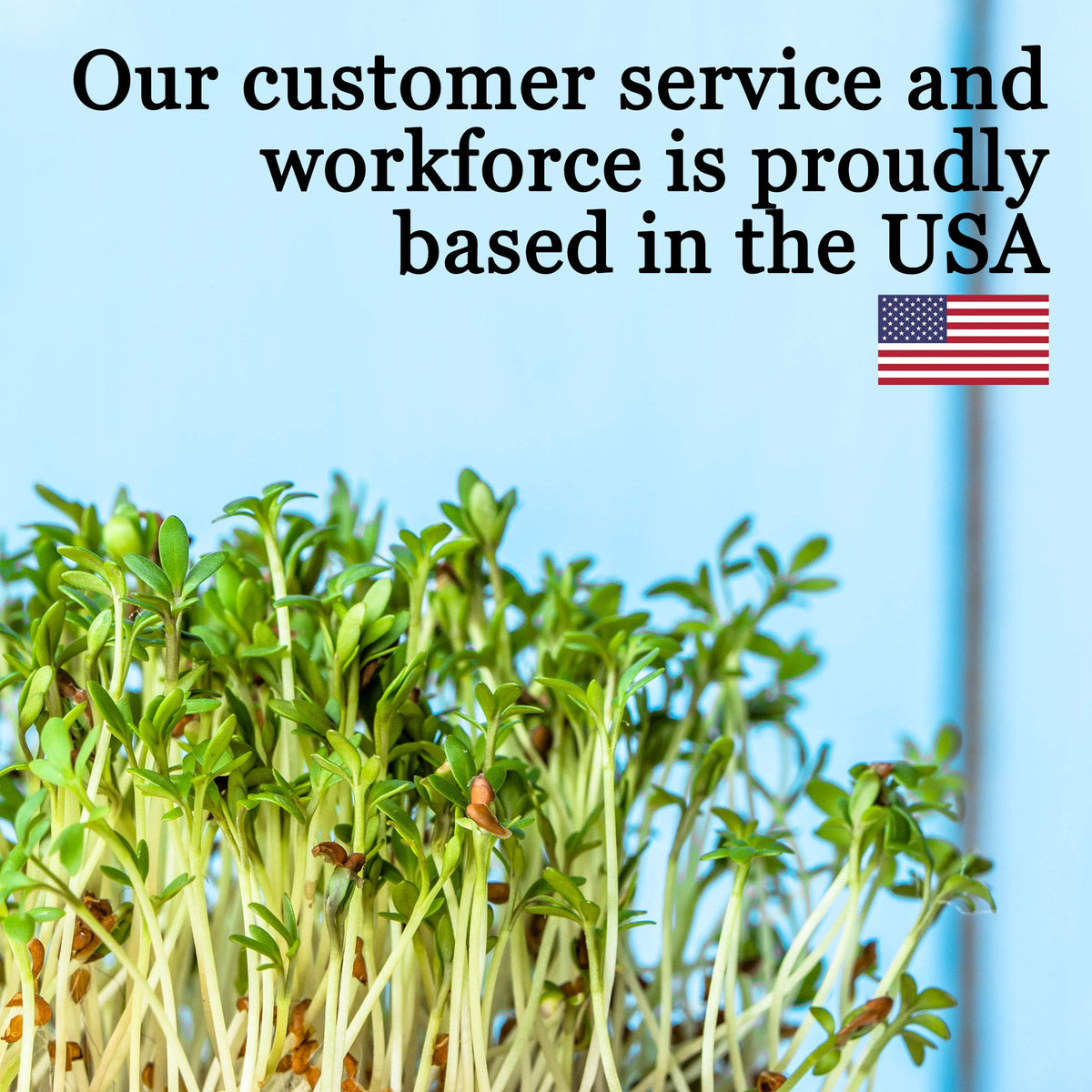 Organic broccoli sprouts kit offers fresh at-home sprouting possibilities.