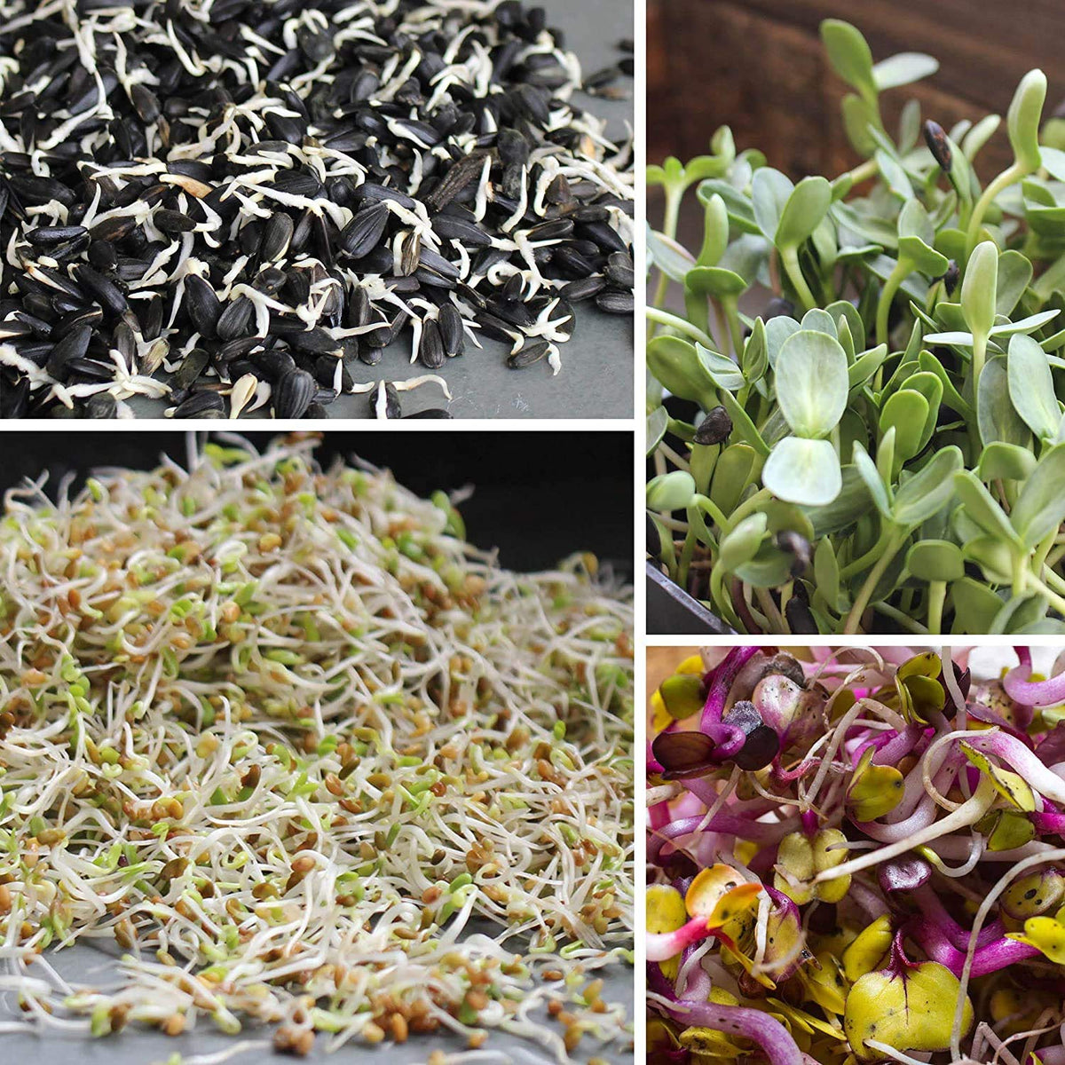 Organic non-GMO Handy Pantry seeds ideal for sprouting and microgreen use.