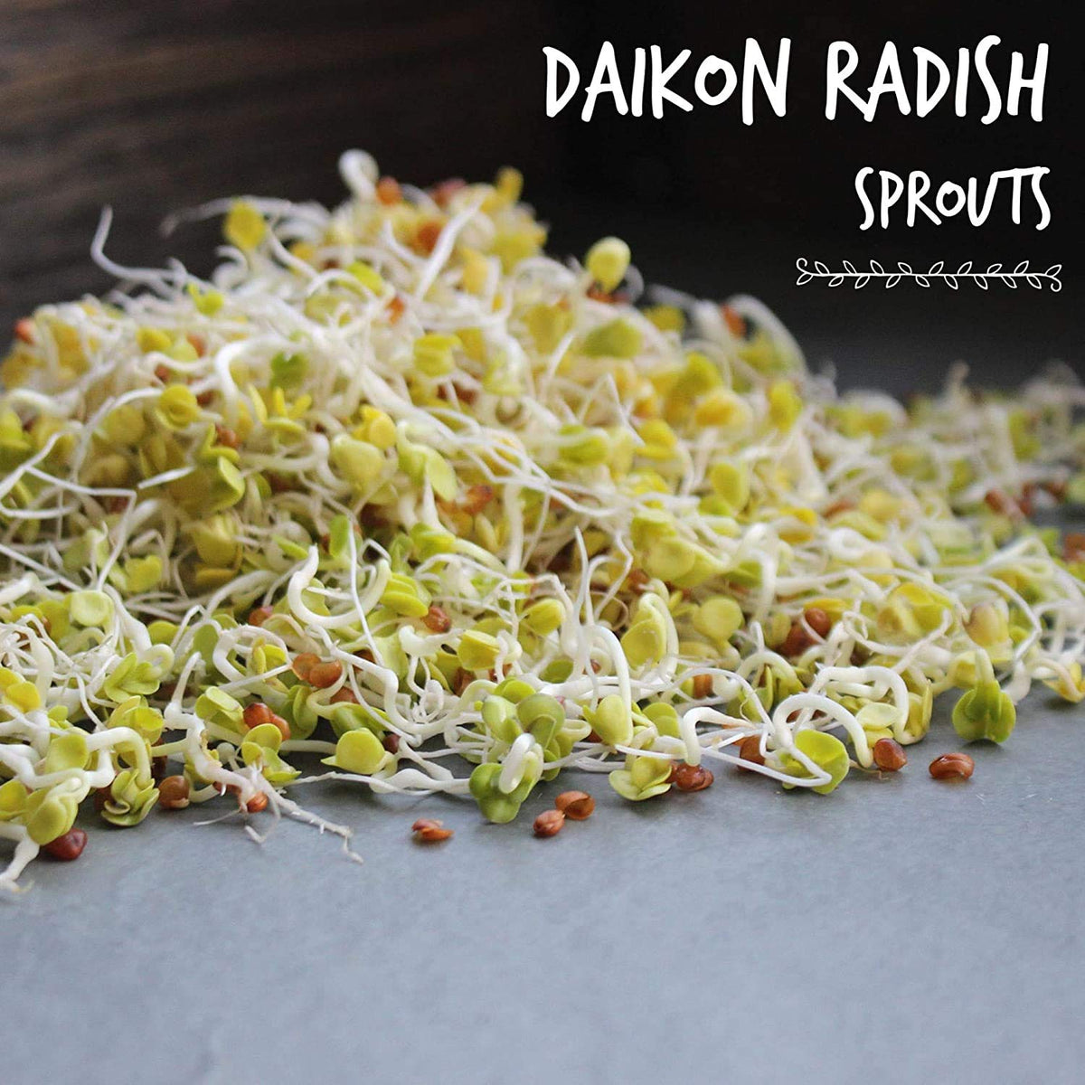 Handy Pantry sprouting jar setup showing efficient indoor radish growth.