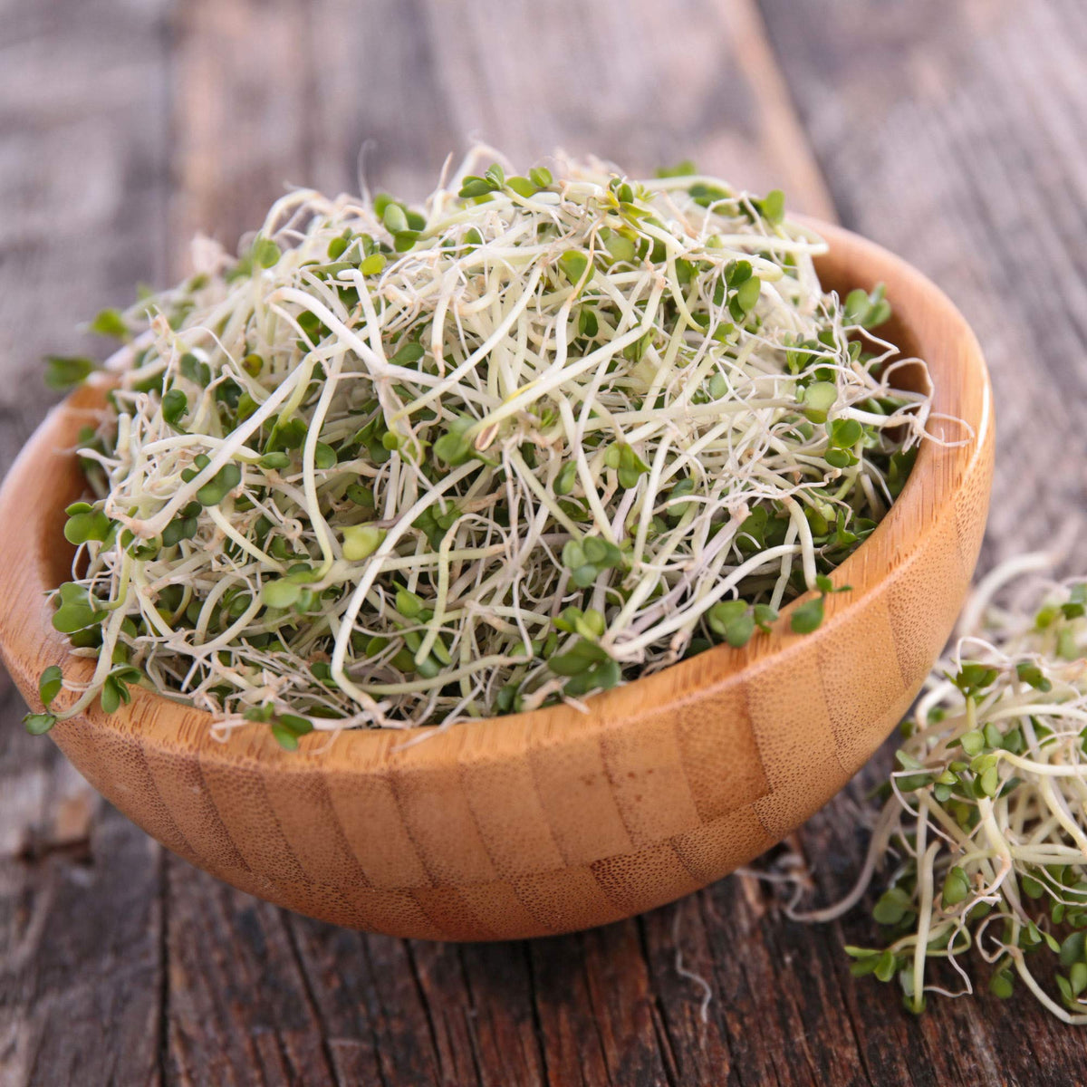Handy Pantry broccoli sprouting seeds in a jar ready to grow indoors.